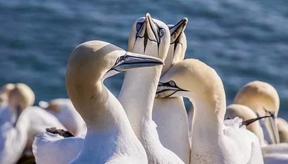 爱游戏电脑版官网-经典战术暴露：分析欧冠淘汰赛的关键元素，欧冠淘汰赛赛制规则