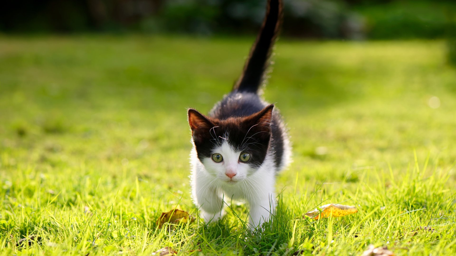 AYX体育官网-特色篮球文化剧场在全国巡演,提升运动精神传播力,篮球文化艺术节