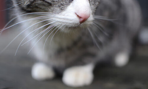 爱游戏在线登录入口-中国篮球提升赞助商匹配度增强联赛商业价值,篮球队赞助商