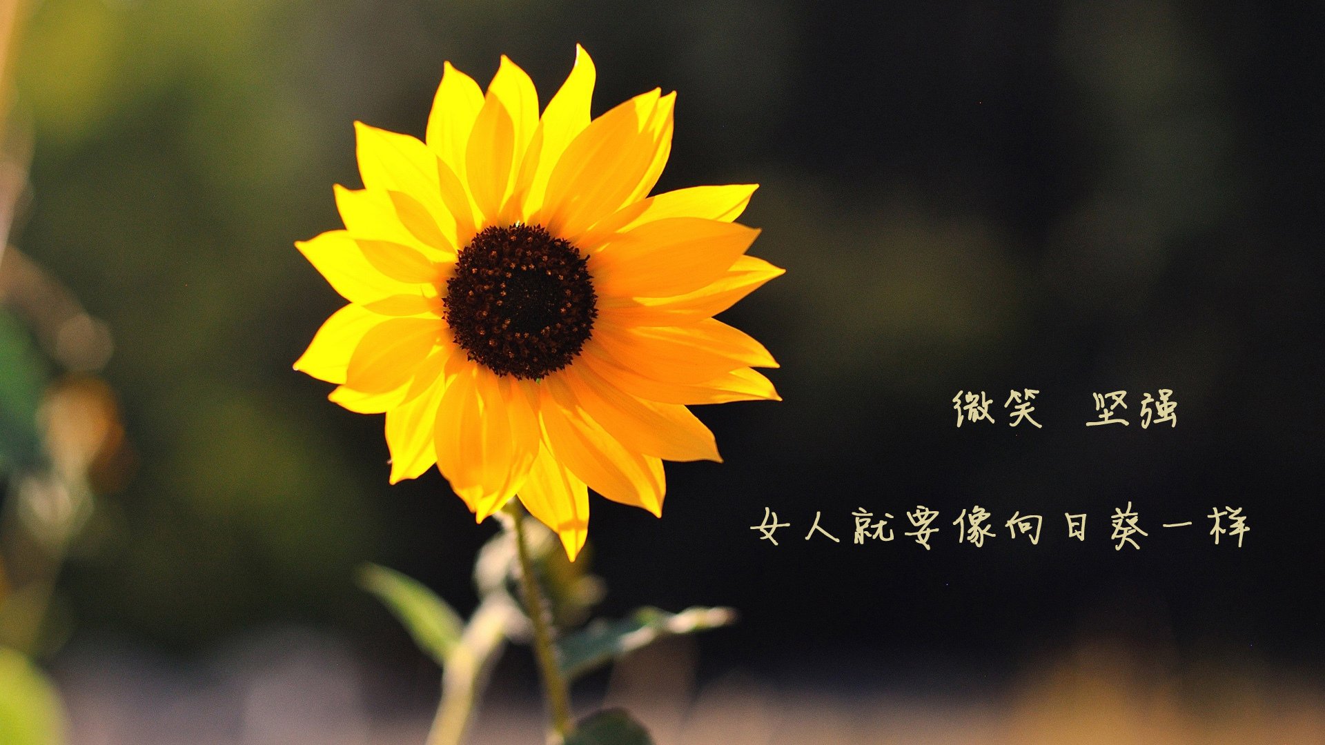 爱游戏体育平台-希腊男篮在欧洲锦标赛中折桂,续写辉煌历史