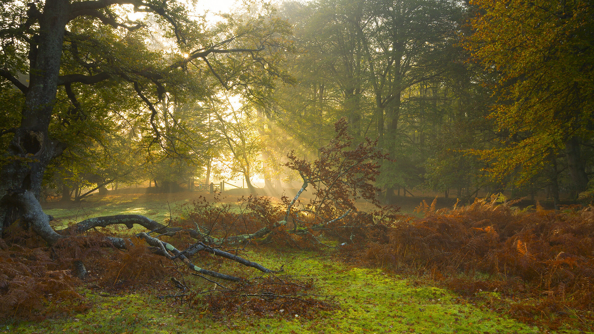 AYX GAMING-斯洛伐克女篮在欧洲预赛中表现优异，期待奥运名额，斯洛伐克阵容欧洲杯