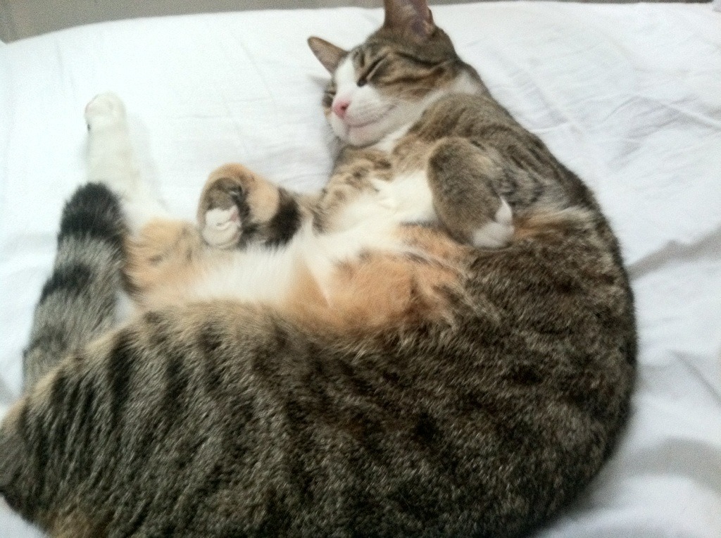 爱游戏电竞官网-赞比亚男篮在非洲预赛中拼搏不止，逐步走向国际舞台，赞比亚篮球运动员