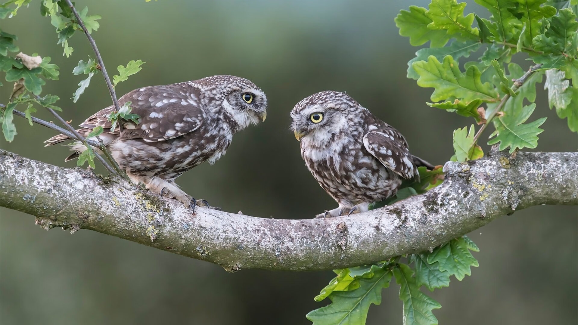 爱游戏平台-跳水动作精准中立代表队A稳步晋级,跳水队表演赛