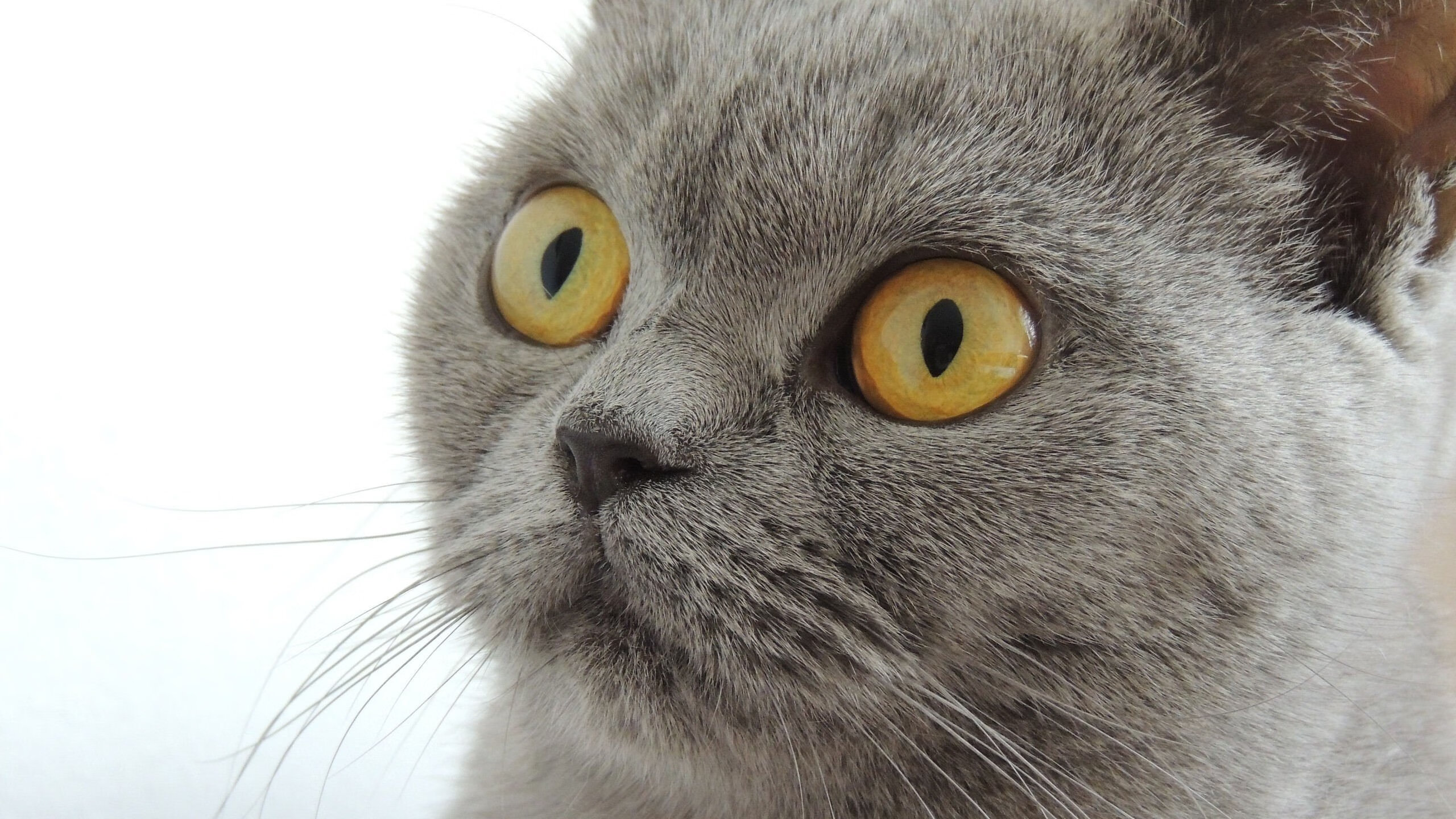 爱游戏平台-跳水动作精准中立代表队A稳步晋级,跳水队表演赛