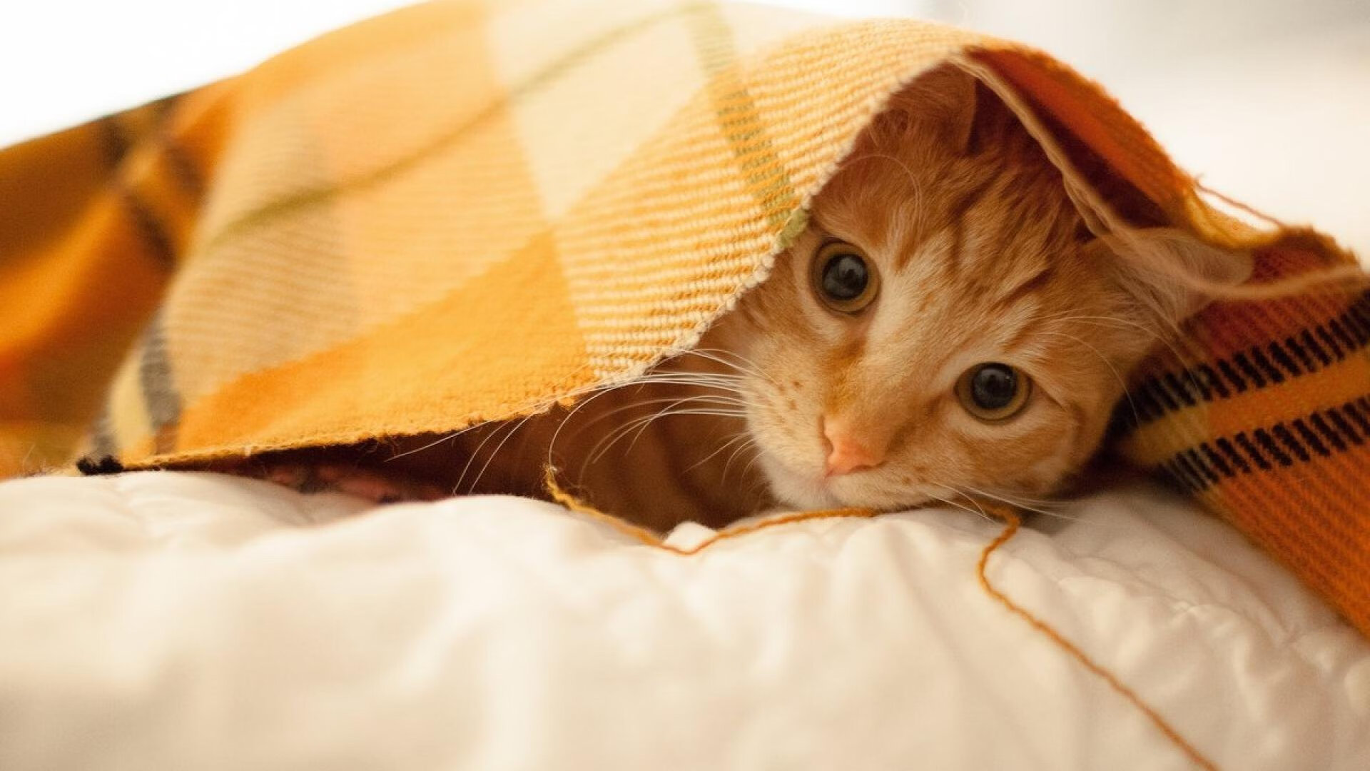 爱游戏下载-跳水难点克服吉尔吉斯斯坦动作流畅，吉尔吉斯斯坦摔跤冠军