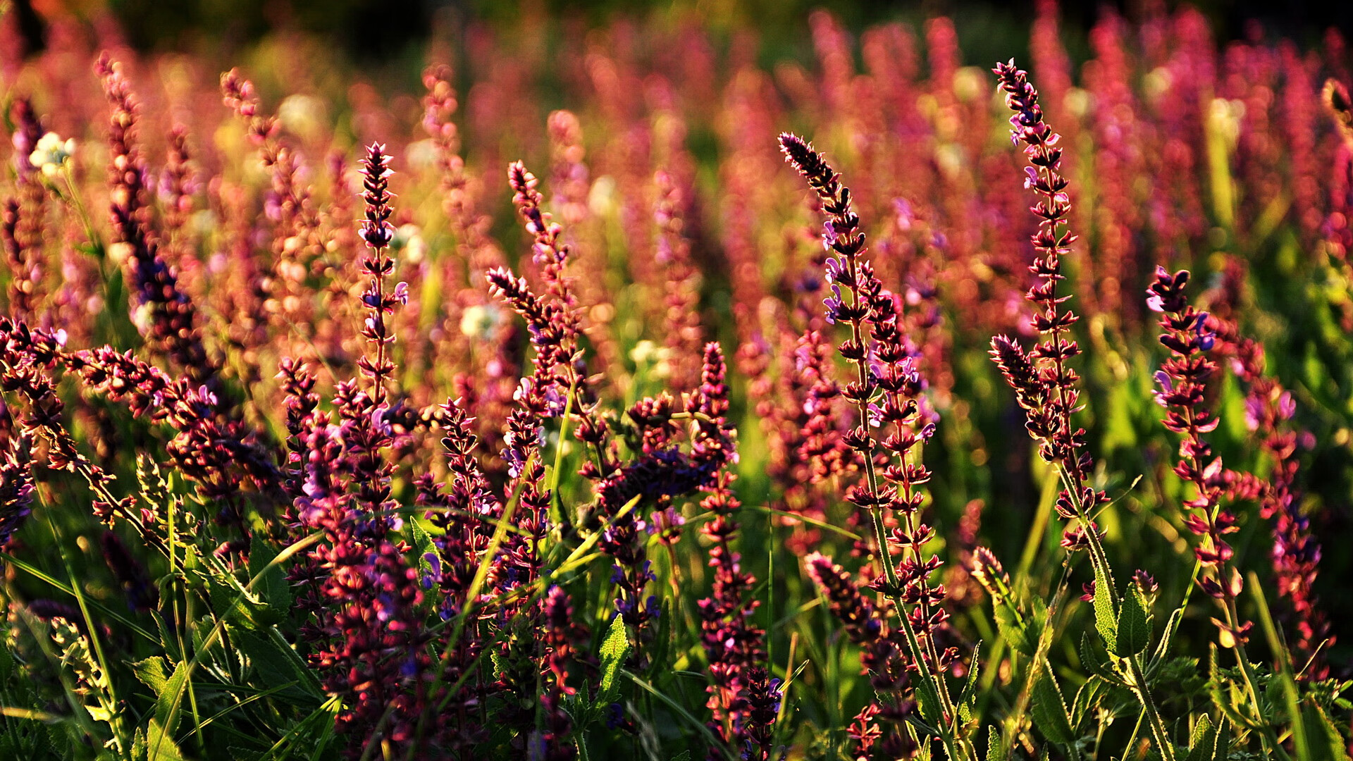 爱游戏官网-足球青训营人才培养成果，足球青训营人才培养成果总结
