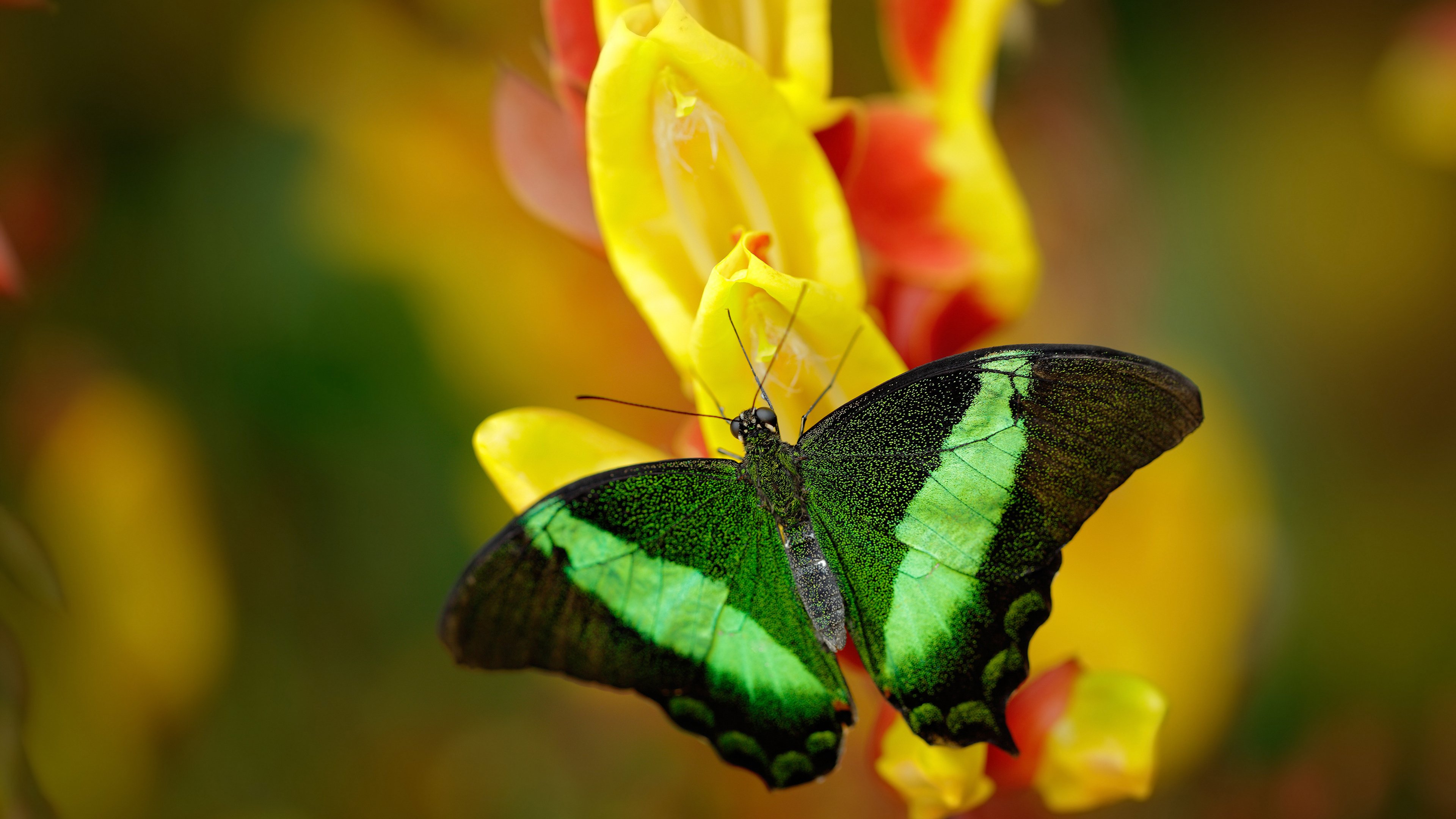 爱游戏-麦基翁200米仰泳冲刺阶段极具爆发力，麦基翁几块金牌